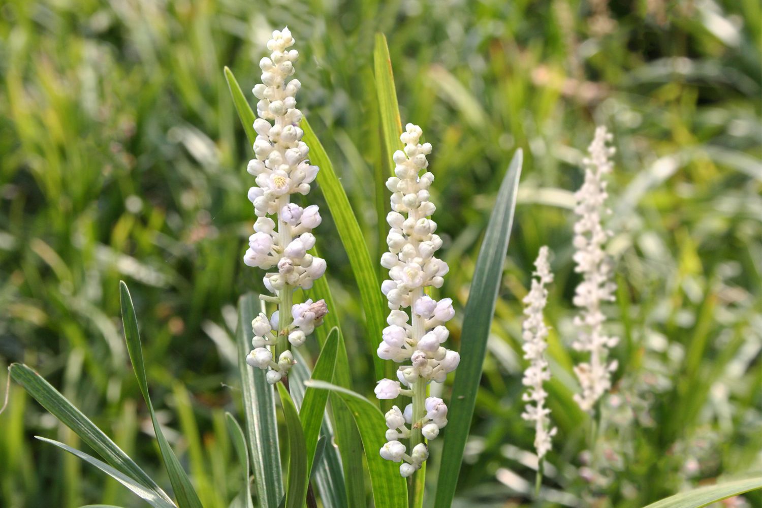Liriope muscari 'Monroe White' Weiße Lilientraube