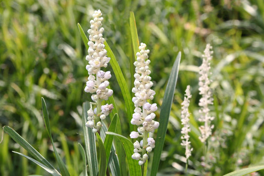 Liriope muscari 'Monroe White' Weiße Lilientraube