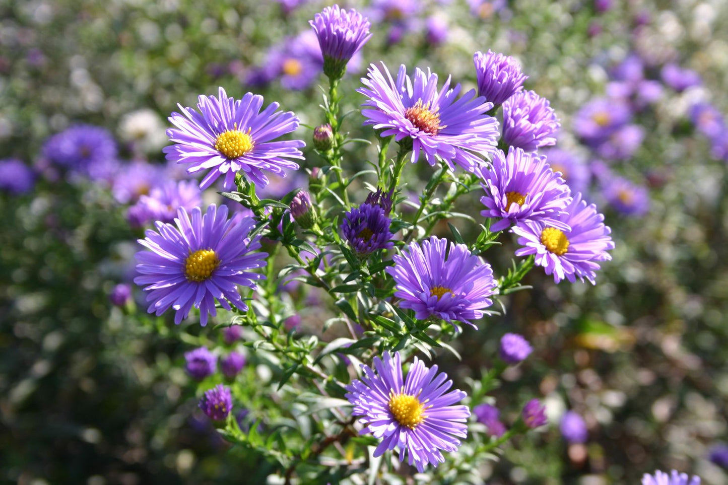 Aster novi-belgii 'Dauerblau' Glattblatt-Aster
