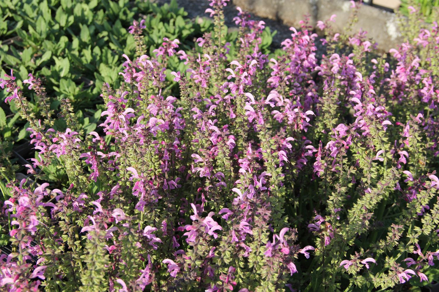 Salvia Fashionista® 'Pretty in Pink' (Ziersalbei)