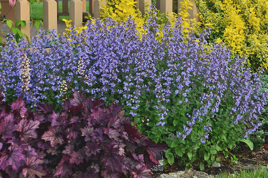 Nepeta x faassenii 'Purrsian Blue' Katzenminze