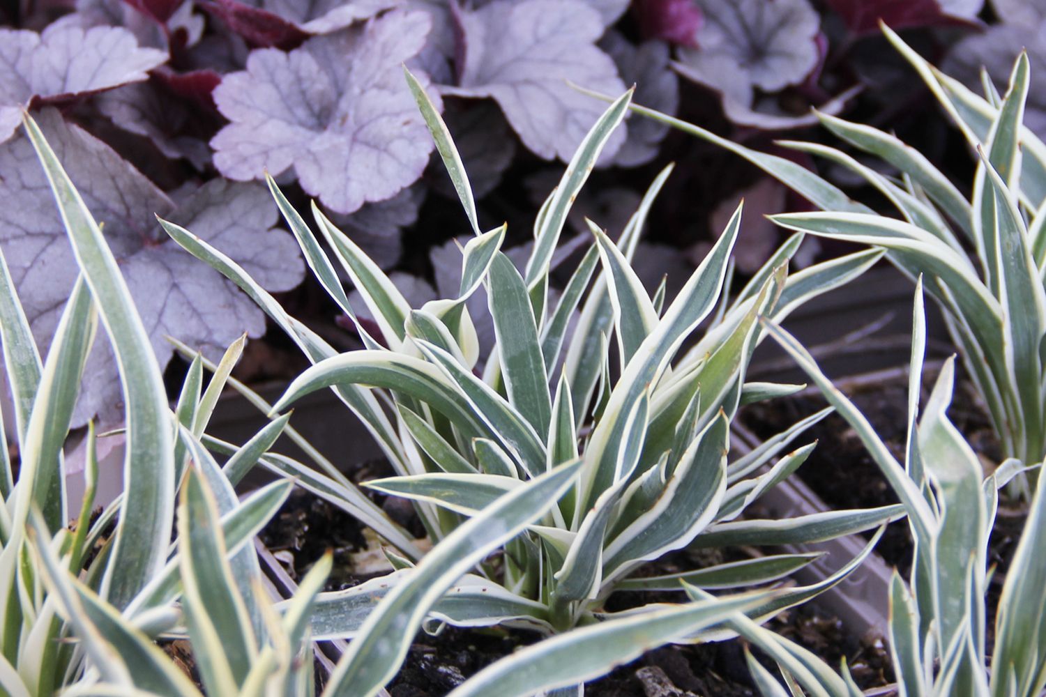 Yucca flaccida 'Ivory Towers' (Palmlilie) – Gräfin von Zeppelin
