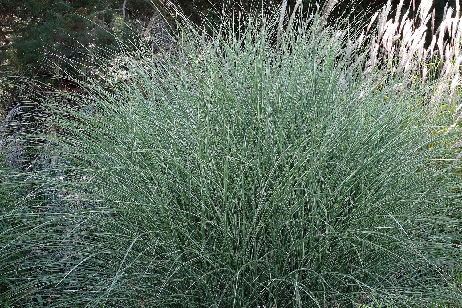 Miscanthus sinensis 'Morning Light' Chinaschilf