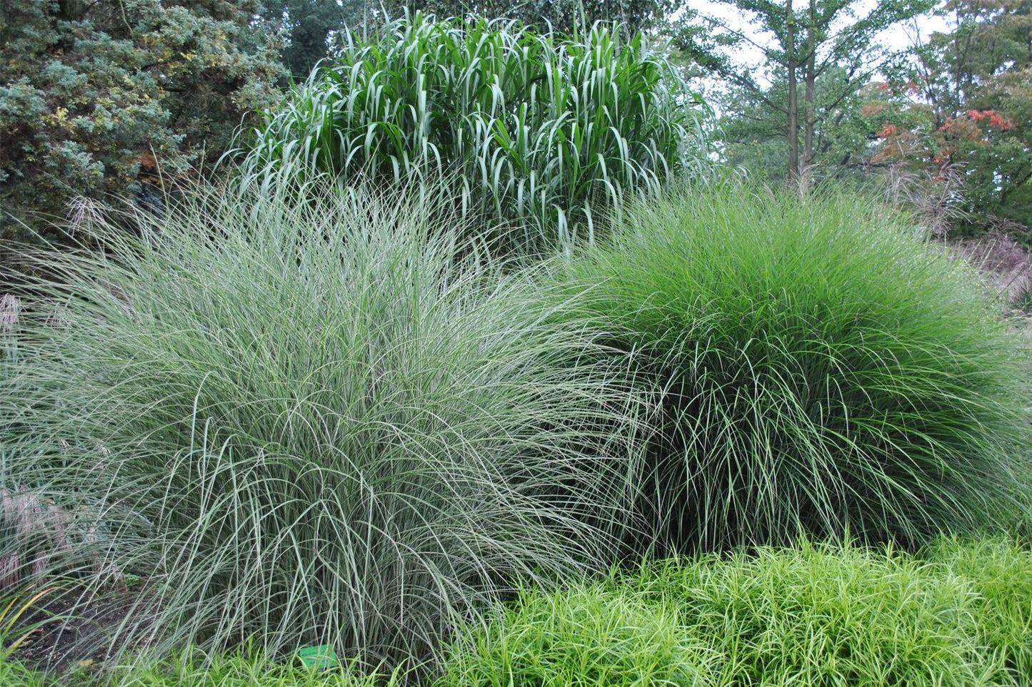 Miscanthus sinensis 'Morning Light' (Chinaschilf)
