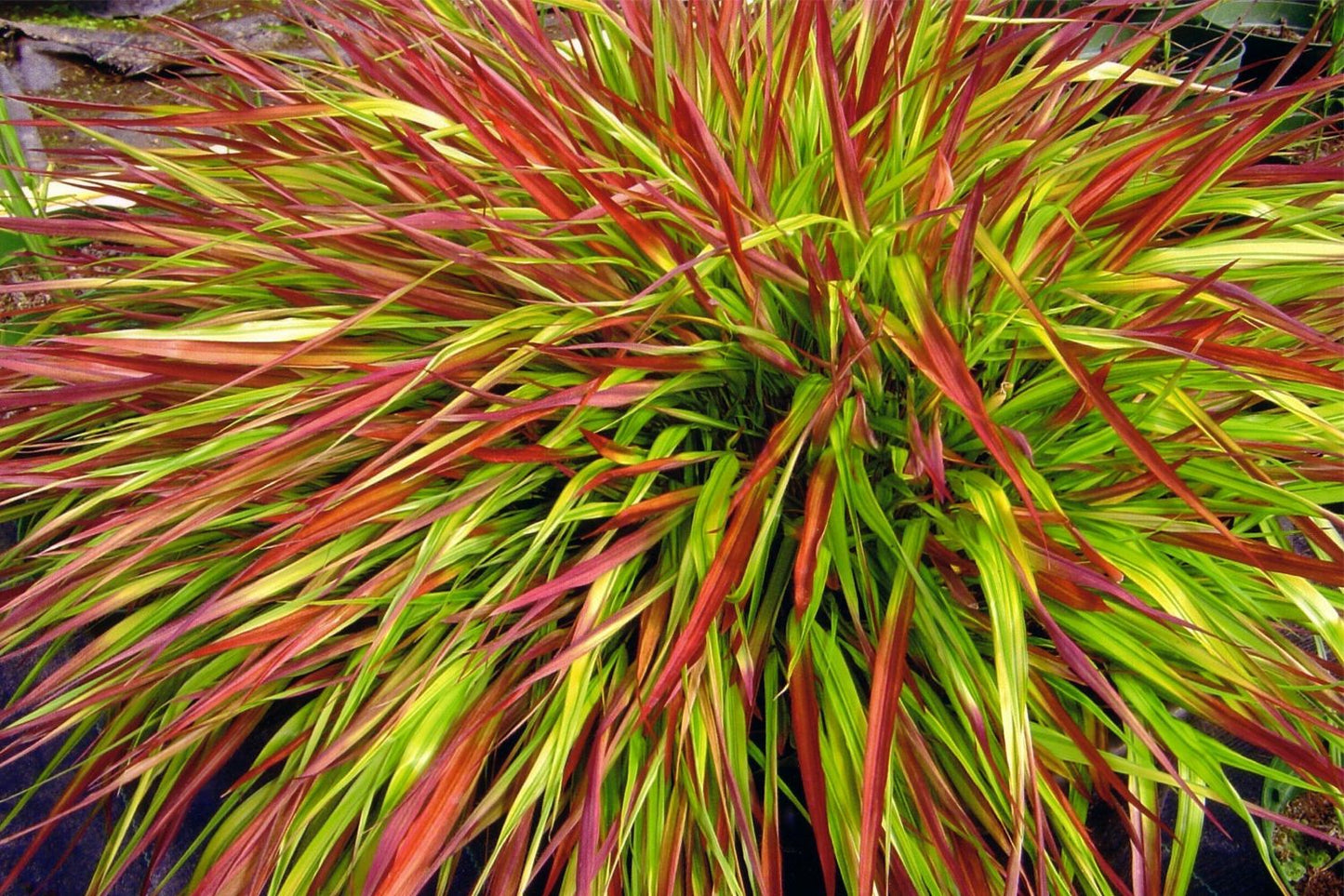Hakonechloa macra 'Mulled Wine' Japanisches Berggras