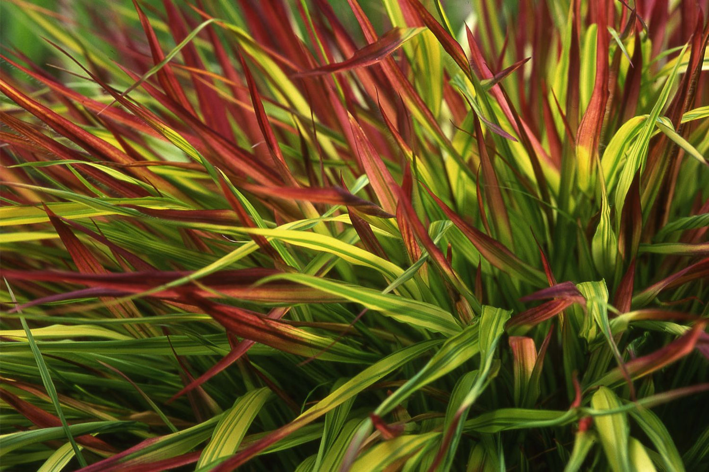 Hakonechloa macra 'Mulled Wine' (Japanisches Berggras)