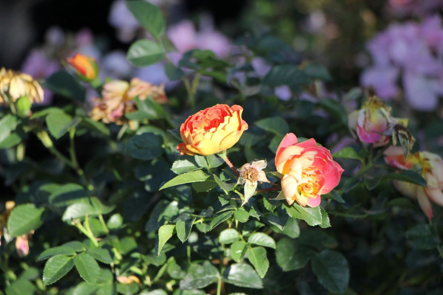 Rose 'Bienenweide' ® mango (Beetrose)