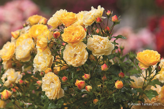 Rose 'Starlet®-Rose Lizzy' Miniclimber
