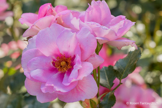 Rose 'Orienta® Magnolia' Persische Rose