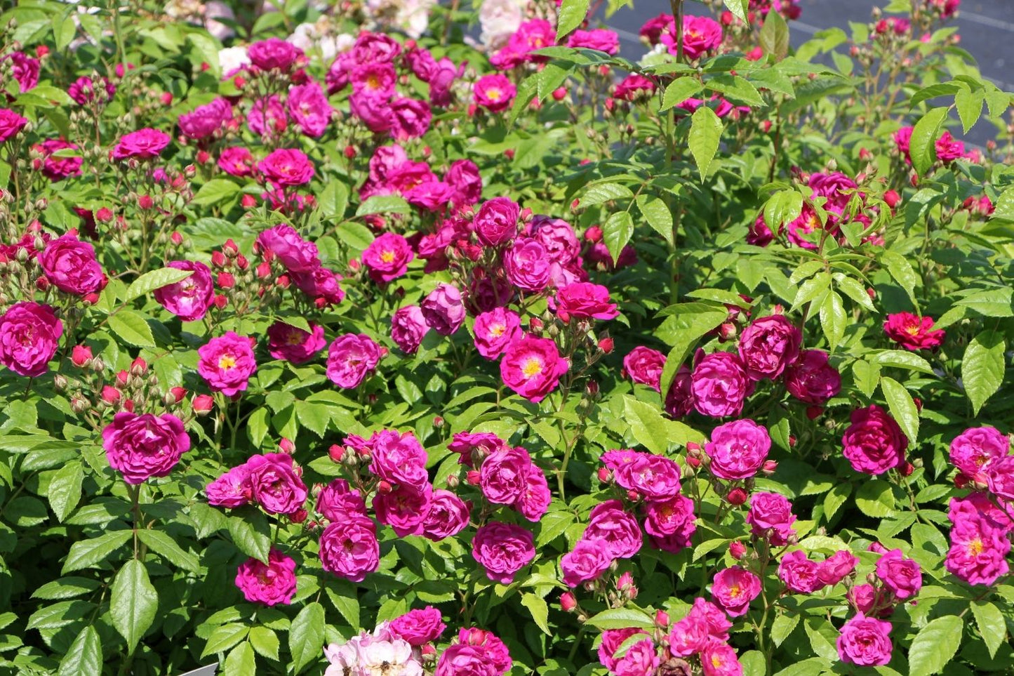 Rose 'Purple Siluetta' ® (Miniclimber)