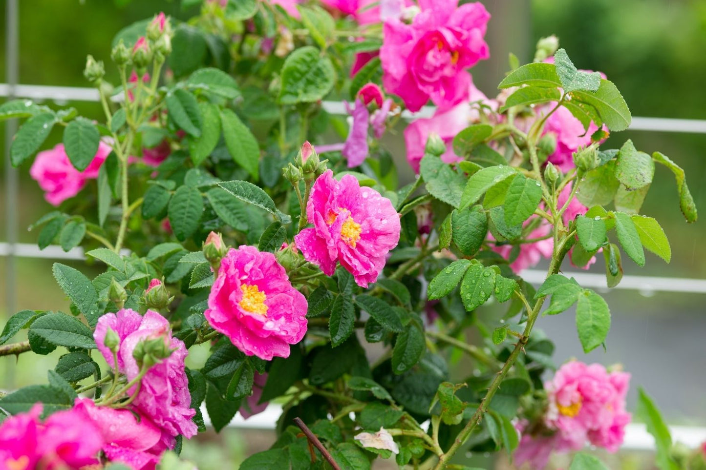 Rose gallica 'Officinalis' (Historische Rose I Apothekerrose)