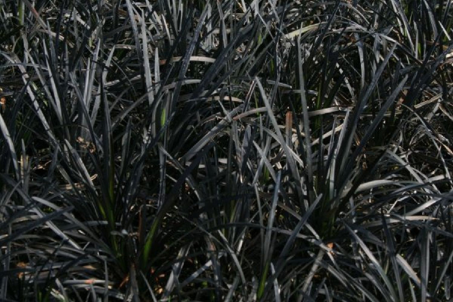 Hakonechloa-Paket 'Nippon' (Japan einmal anders)