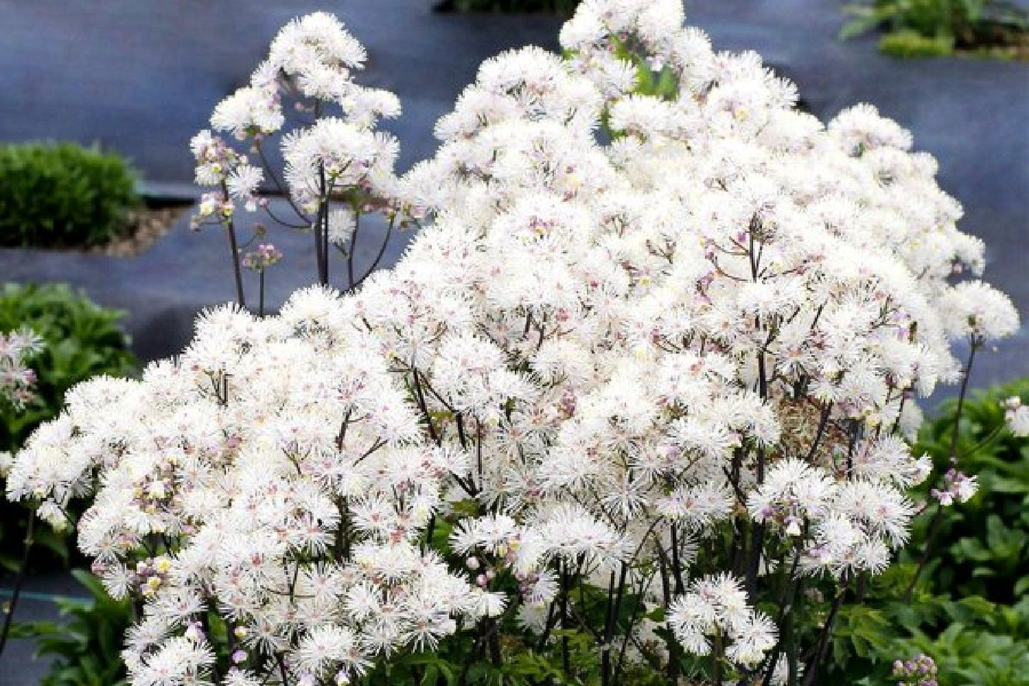 Hakonechloa-Paket 'Geisha' (Kunstvolles Blatt- und Blütenwerk)