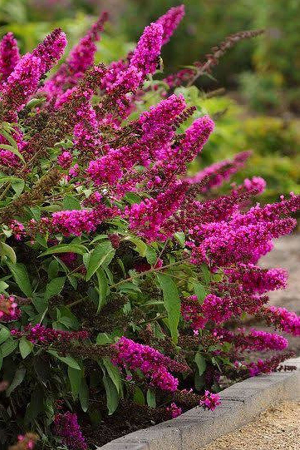 Buddleja Buzz® 'Hot Raspberry' (Zwerg-Sommerflieder)