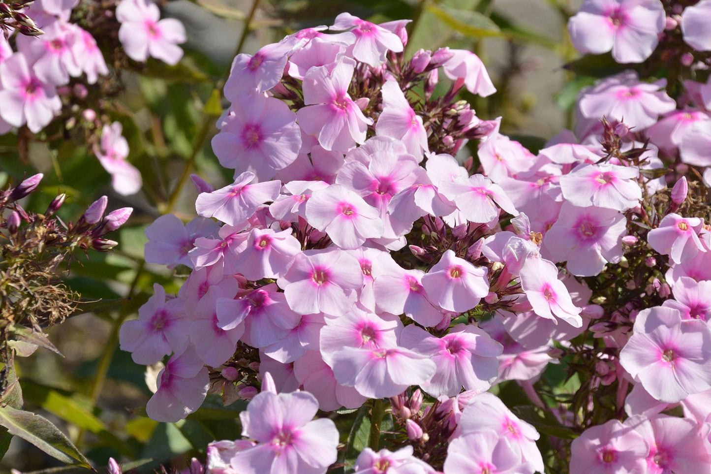 Phlox paniculata 'Sweet Summer Sensation' Hohe Flammenblume