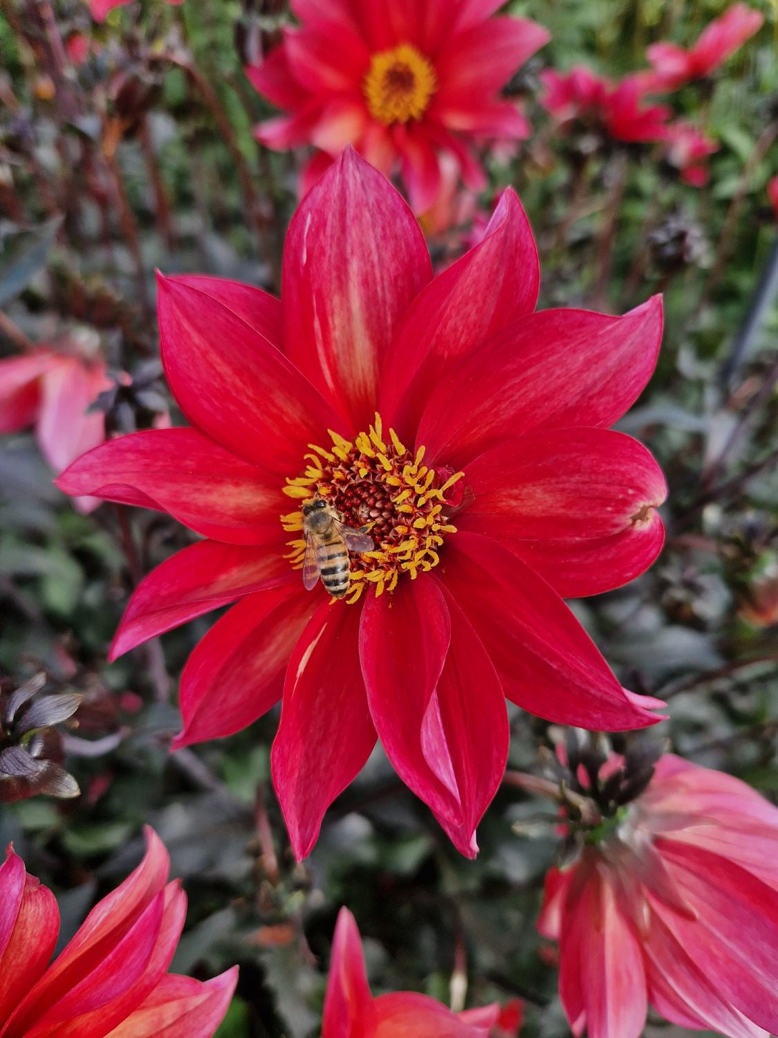 Dahlia 'Waltzing Mathilda' Schmetterlingsdahlie