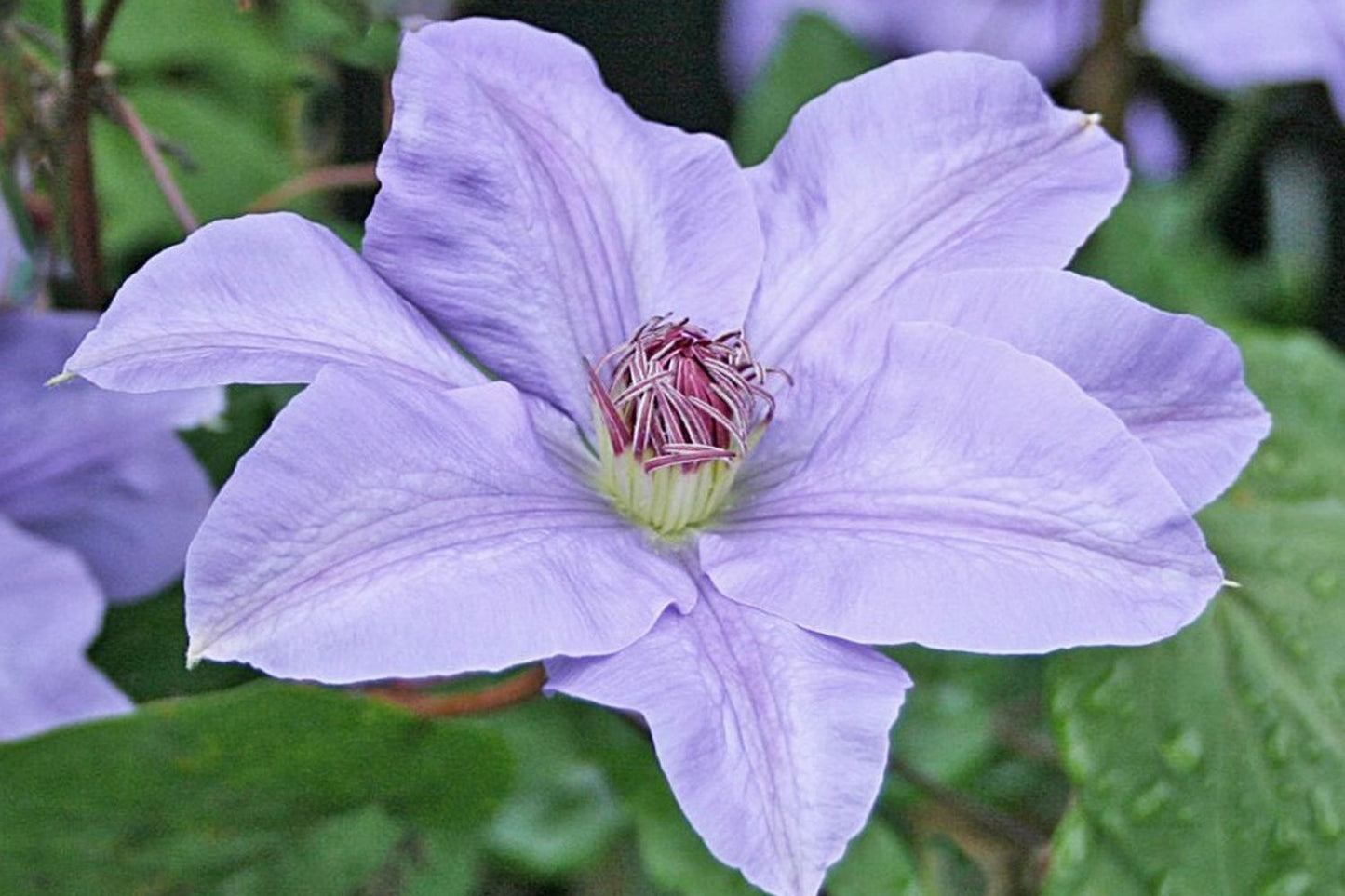 Clematis 'Hybrida Sieboldii' Waldrebe