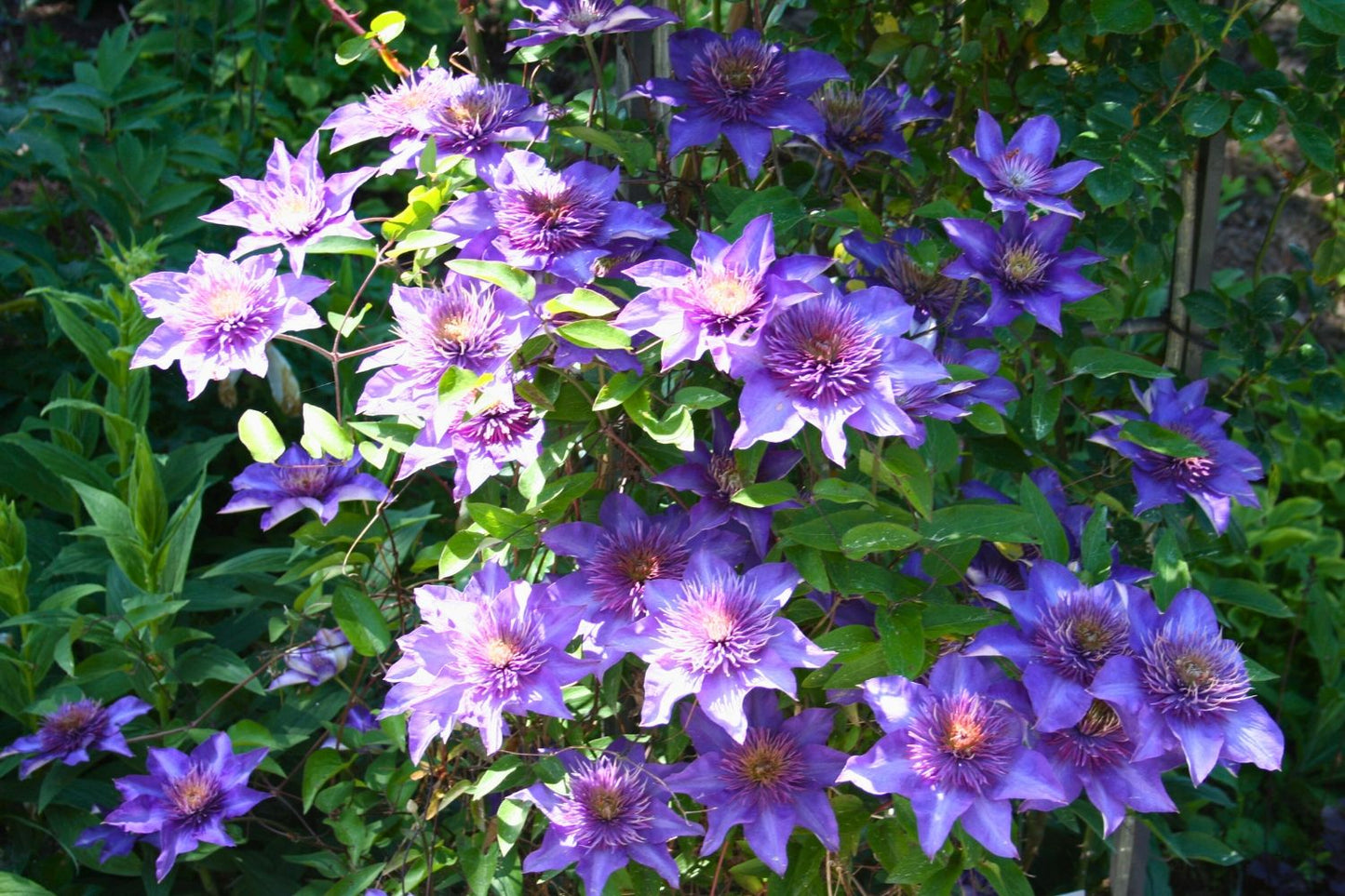 Clematis 'Multi Blue' (Gefüllte Waldrebe)
