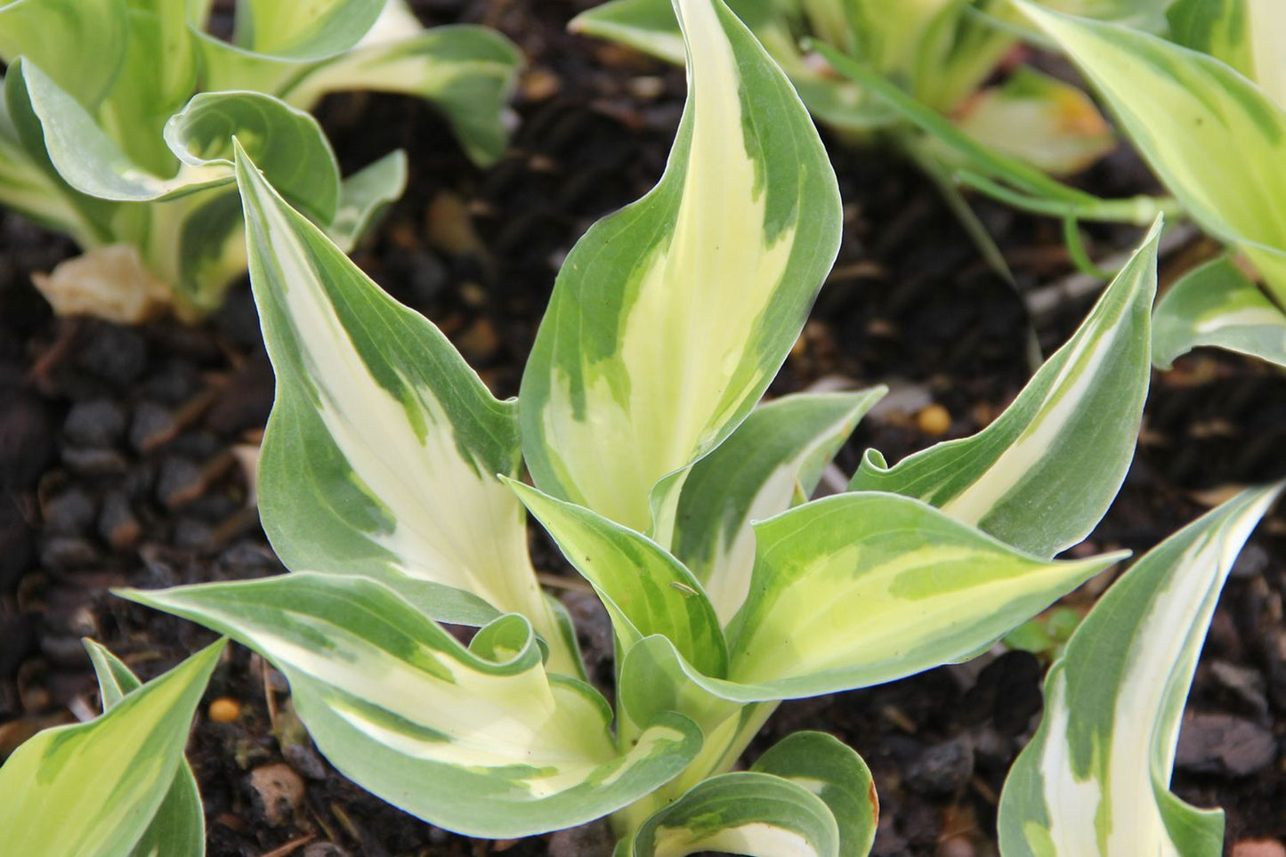 Hosta 'Christmas Island' Funkie | Herzblattlilie