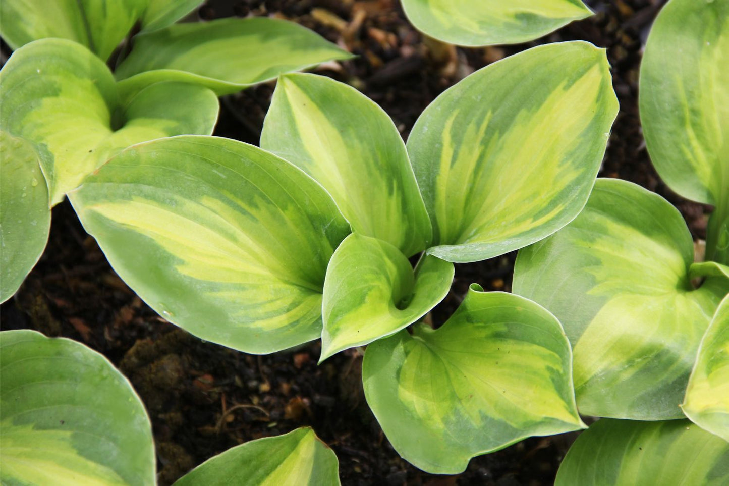 Hosta 'Enchiladas' Funkie | Herzblattlilie