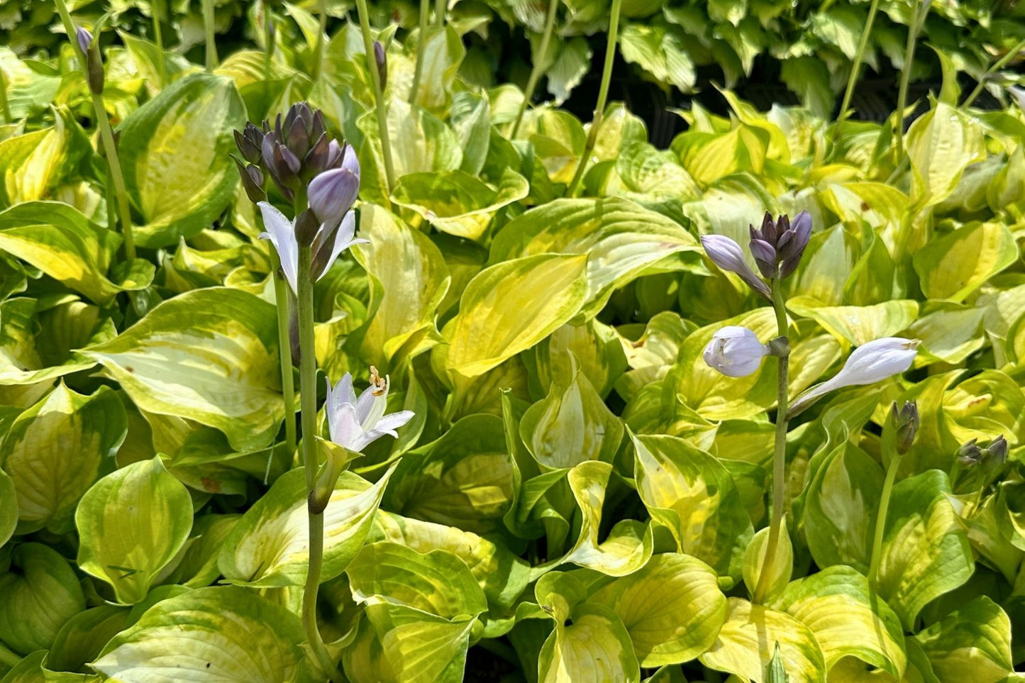 Hosta 'Lakeside Banana Bay' (Funkie | Herzblattlilie)