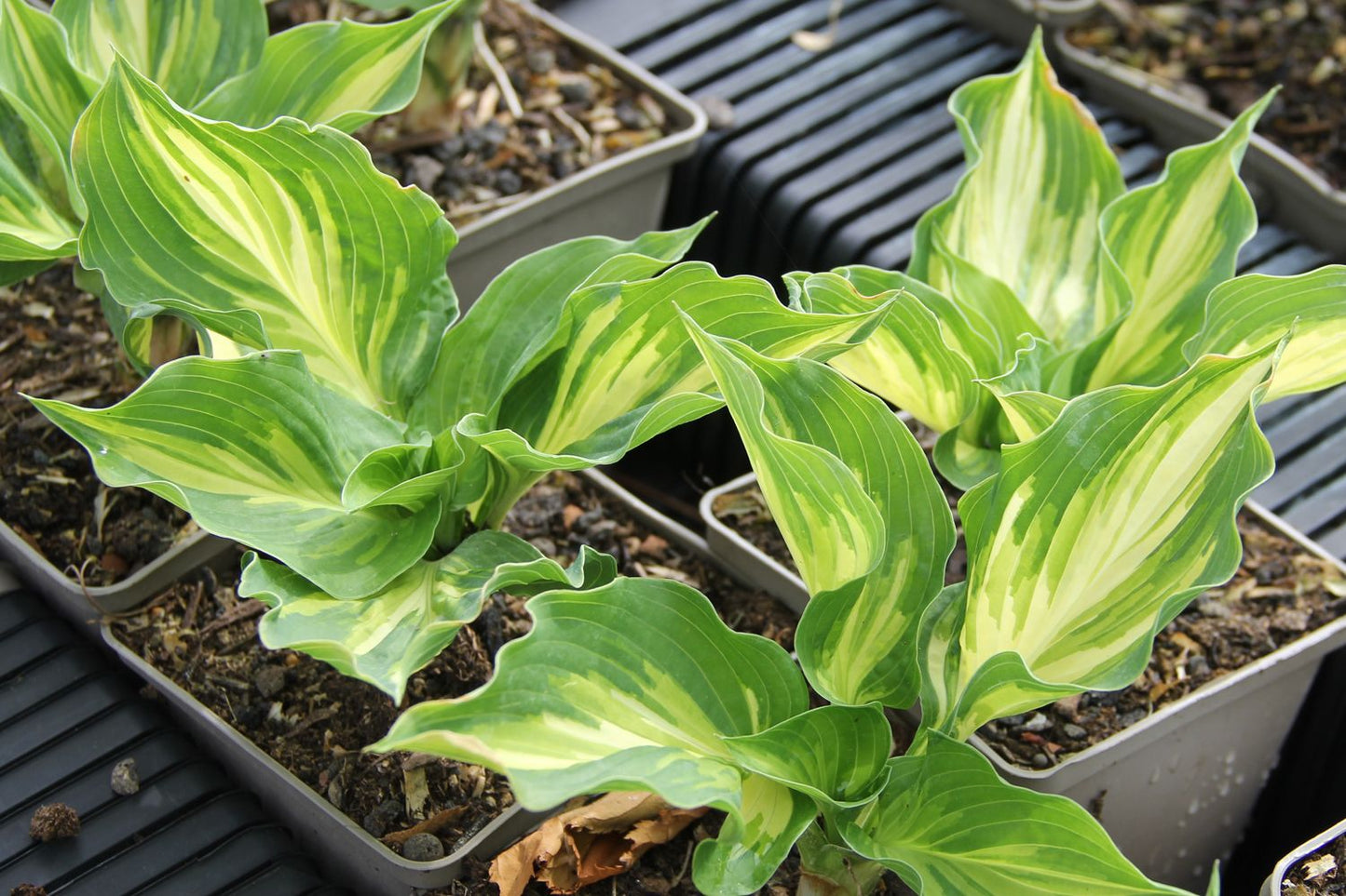 Hosta 'Lakeside Paisley Print' Funkie | Herzblattlilie
