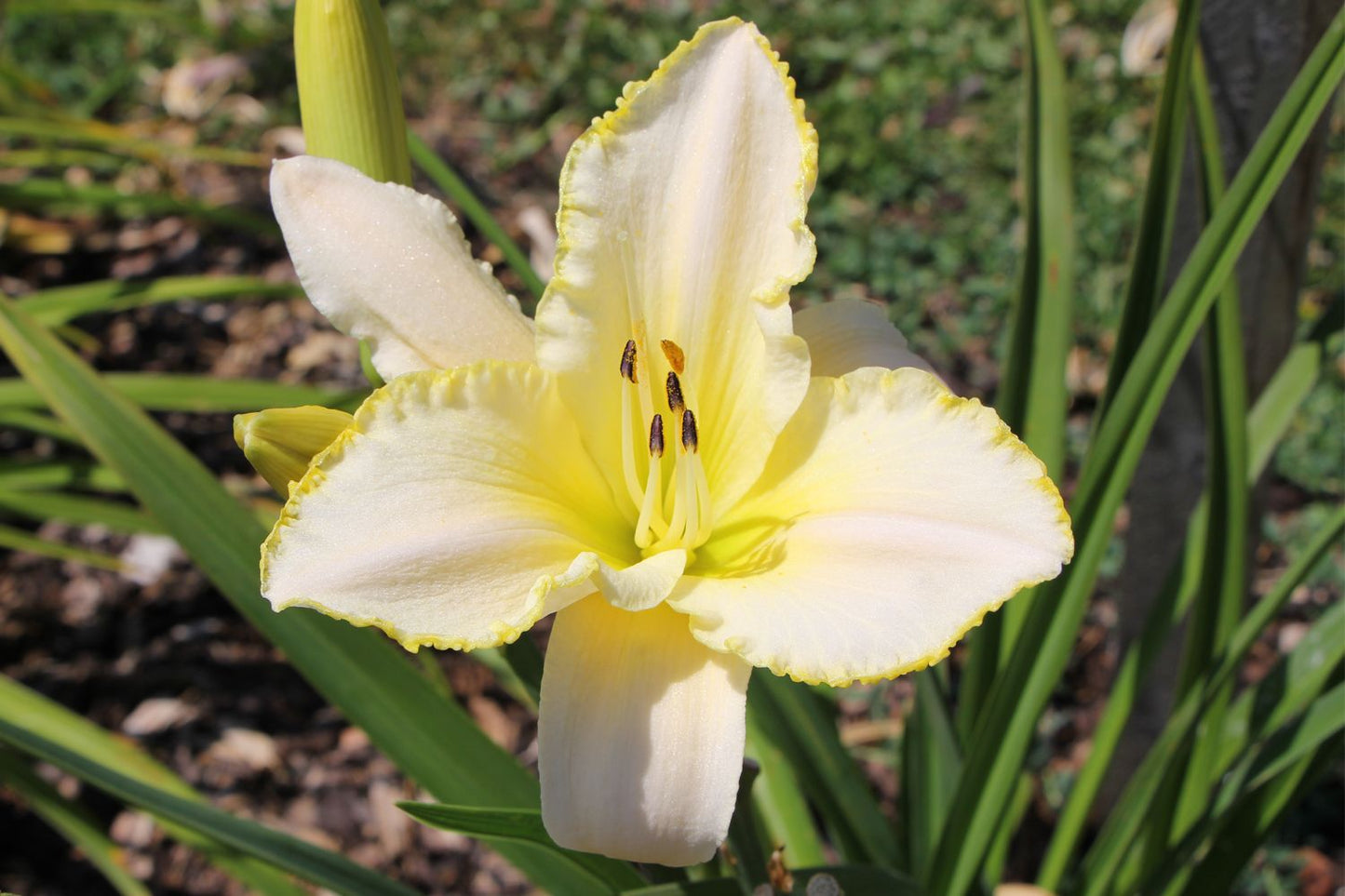 Hemerocallis 'Blizzard Bay' Großblumige Taglilie