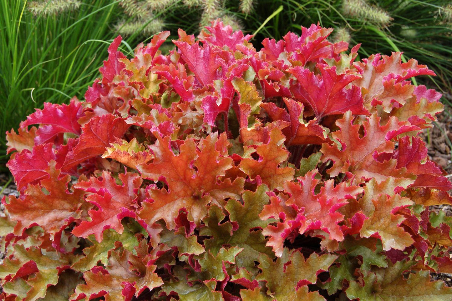 Heuchera 'Marmalade' Garten-Purpurglöckchen Heuchera 'Marmalade' Garten-Purpurglöckchen