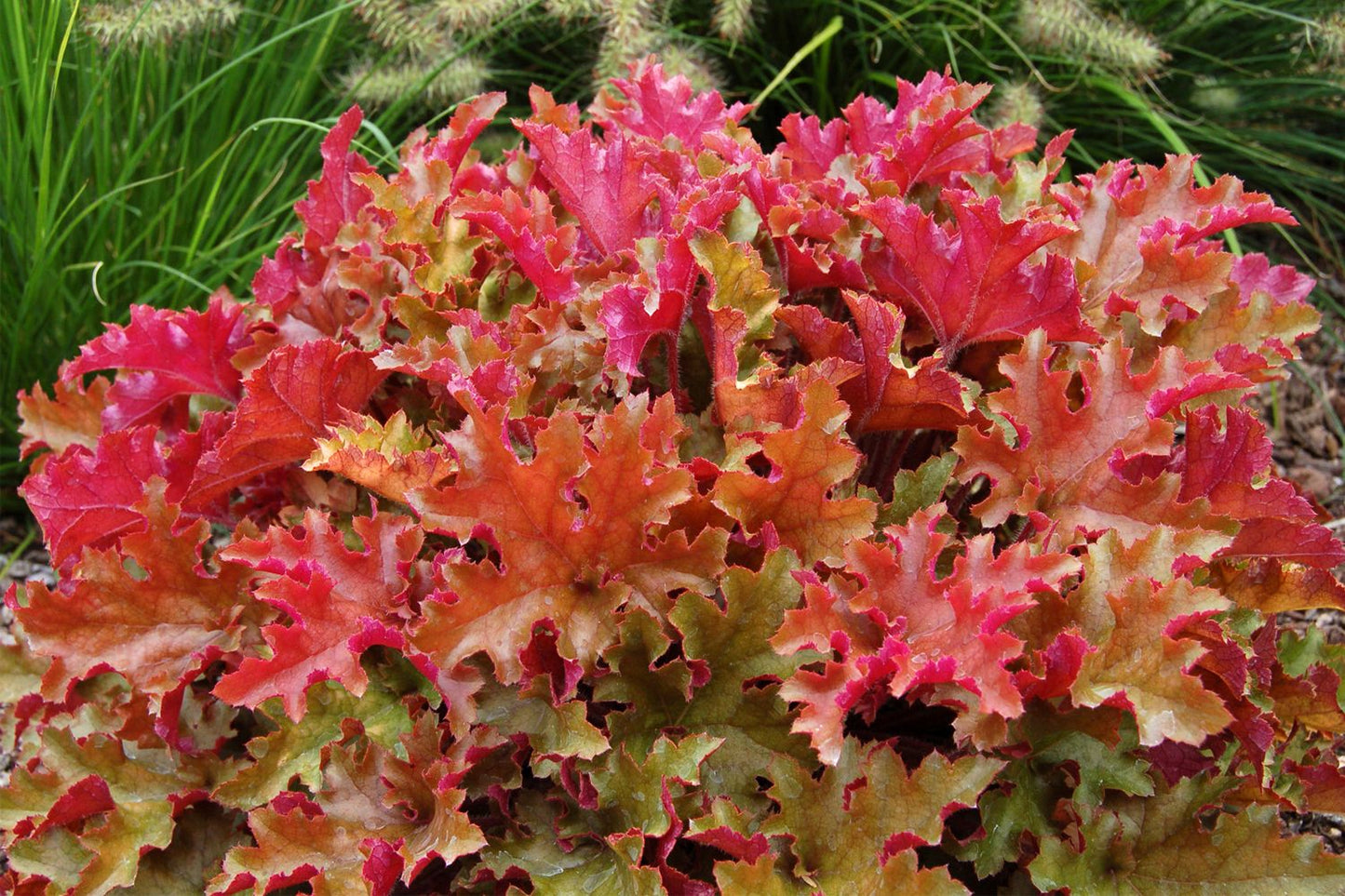 Heuchera 'Marmalade' Garten-Purpurglöckchen