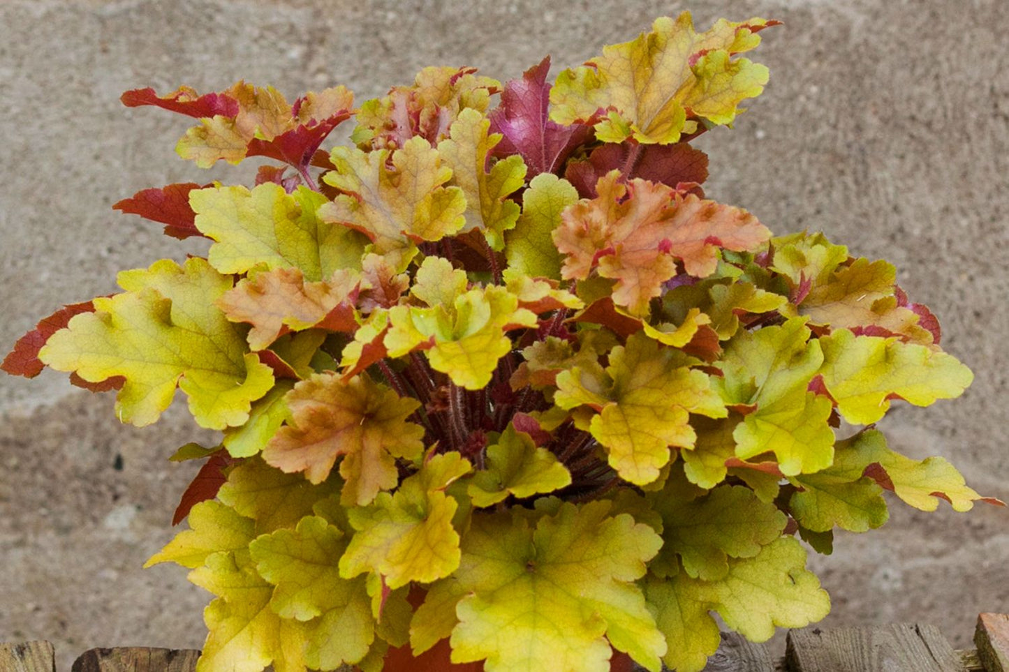 Heuchera 'Marmalade' (Garten-Purpurglöckchen) Heuchera 'Marmalade' (Garten-Purpurglöckchen)