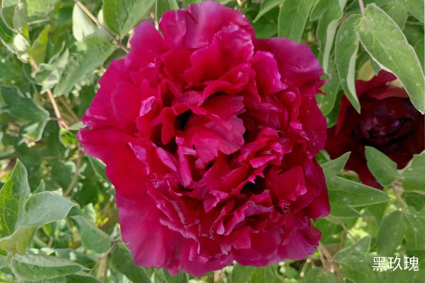 Paeonia rockii 'Hei Mei Gui' Strauchpfingstrose 'Schwarze Rose'