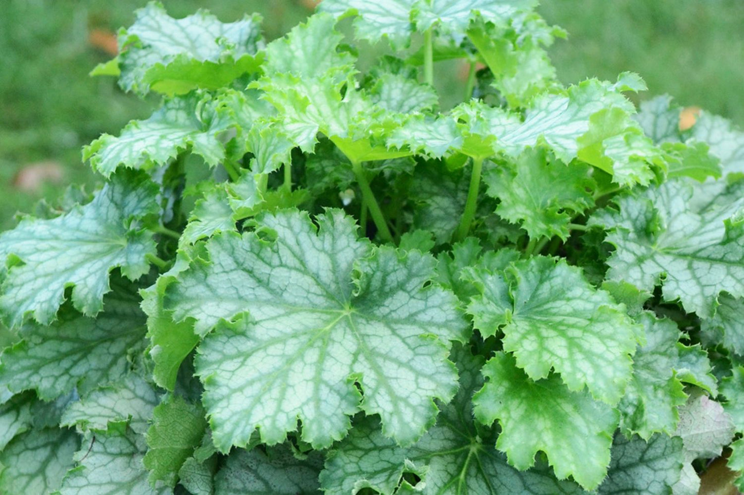 Heuchera 'Lime Swizzle' Garten-Purpurglöckchen Heuchera 'Lime Swizzle' Garten-Purpurglöckchen