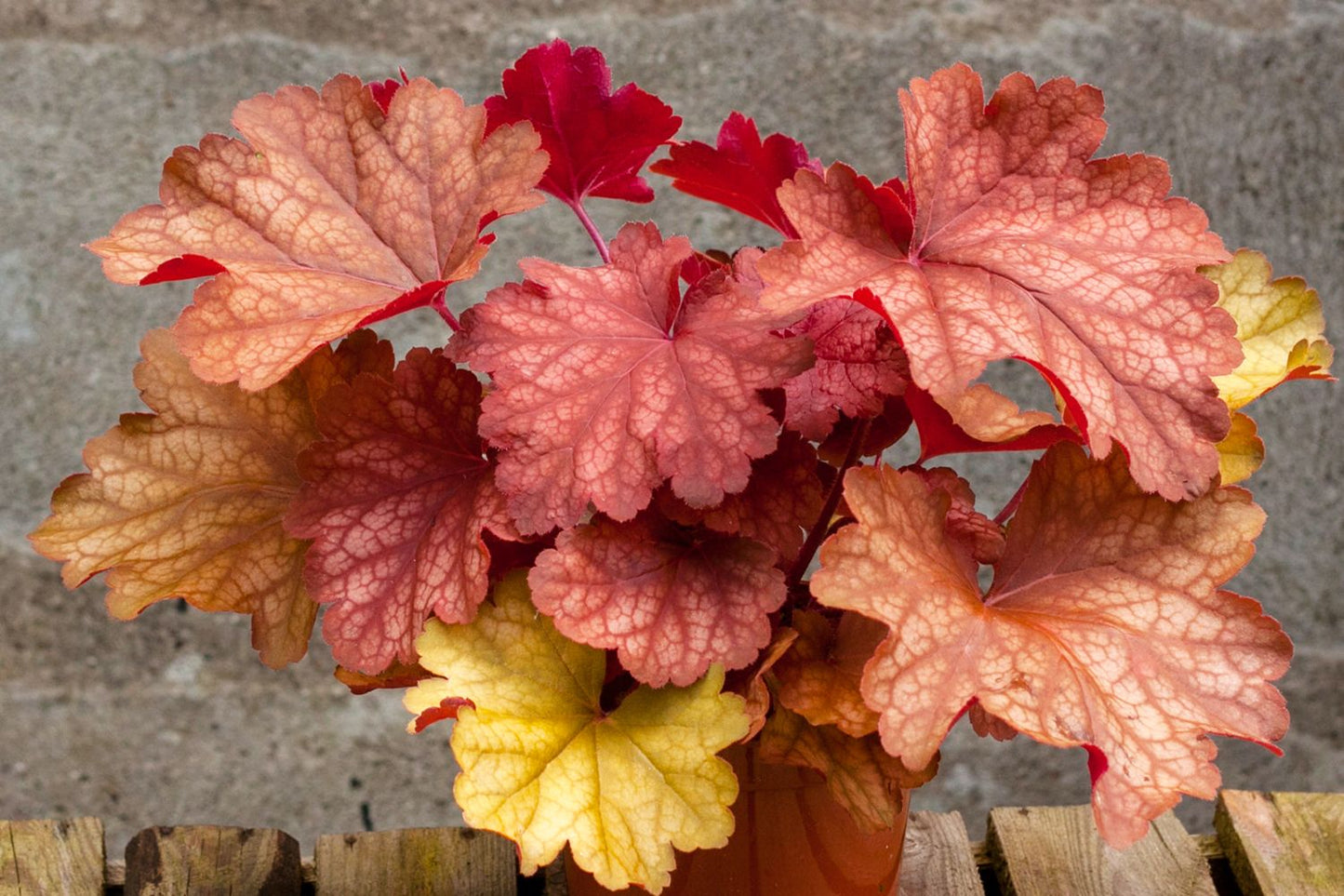 Heuchera 'Rio' Garten-Purpurglöckchen Heuchera 'Rio' Garten-Purpurglöckchen