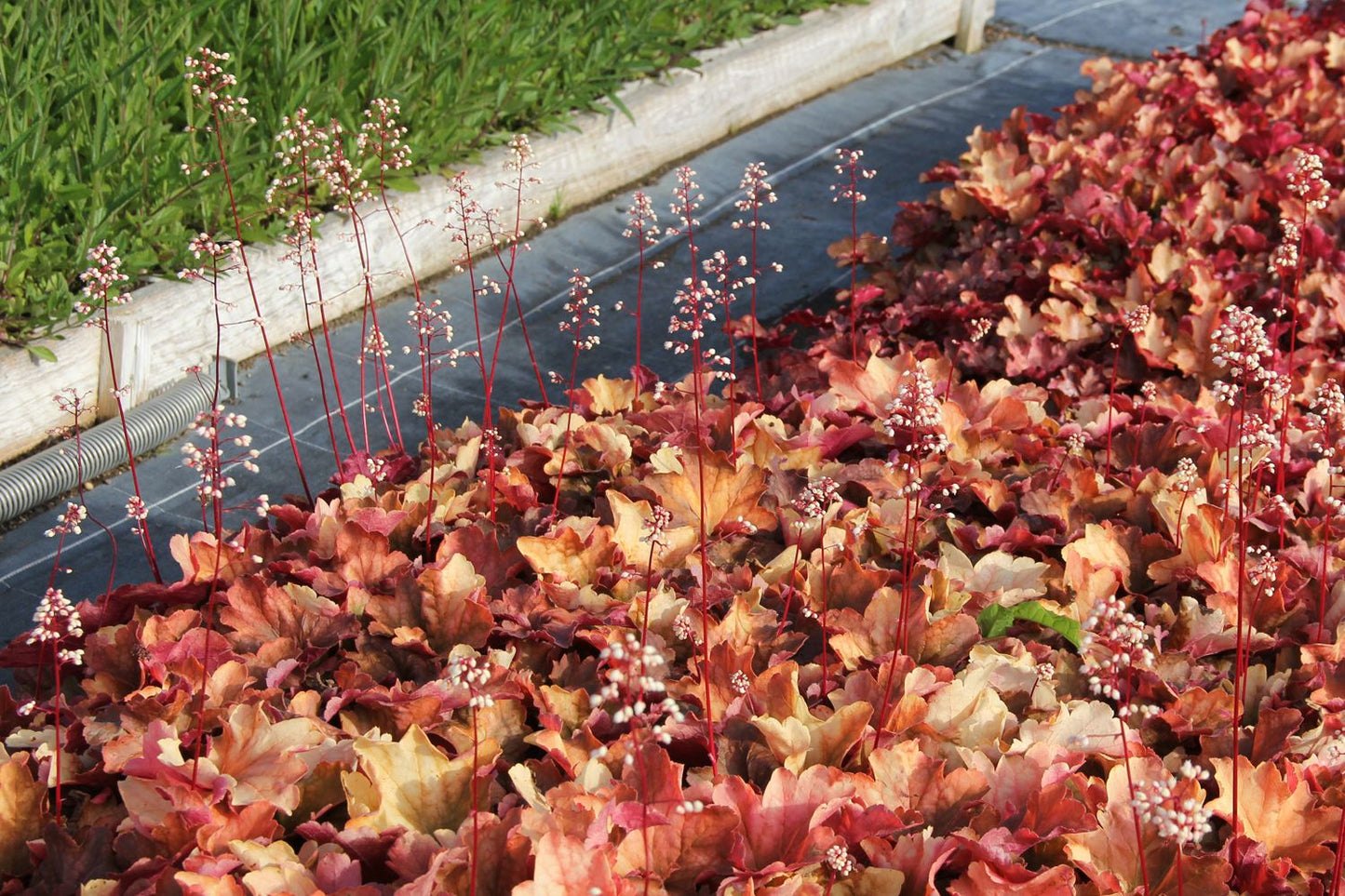 Heuchera 'Rio' (Garten-Purpurglöckchen) Heuchera 'Rio' (Garten-Purpurglöckchen)