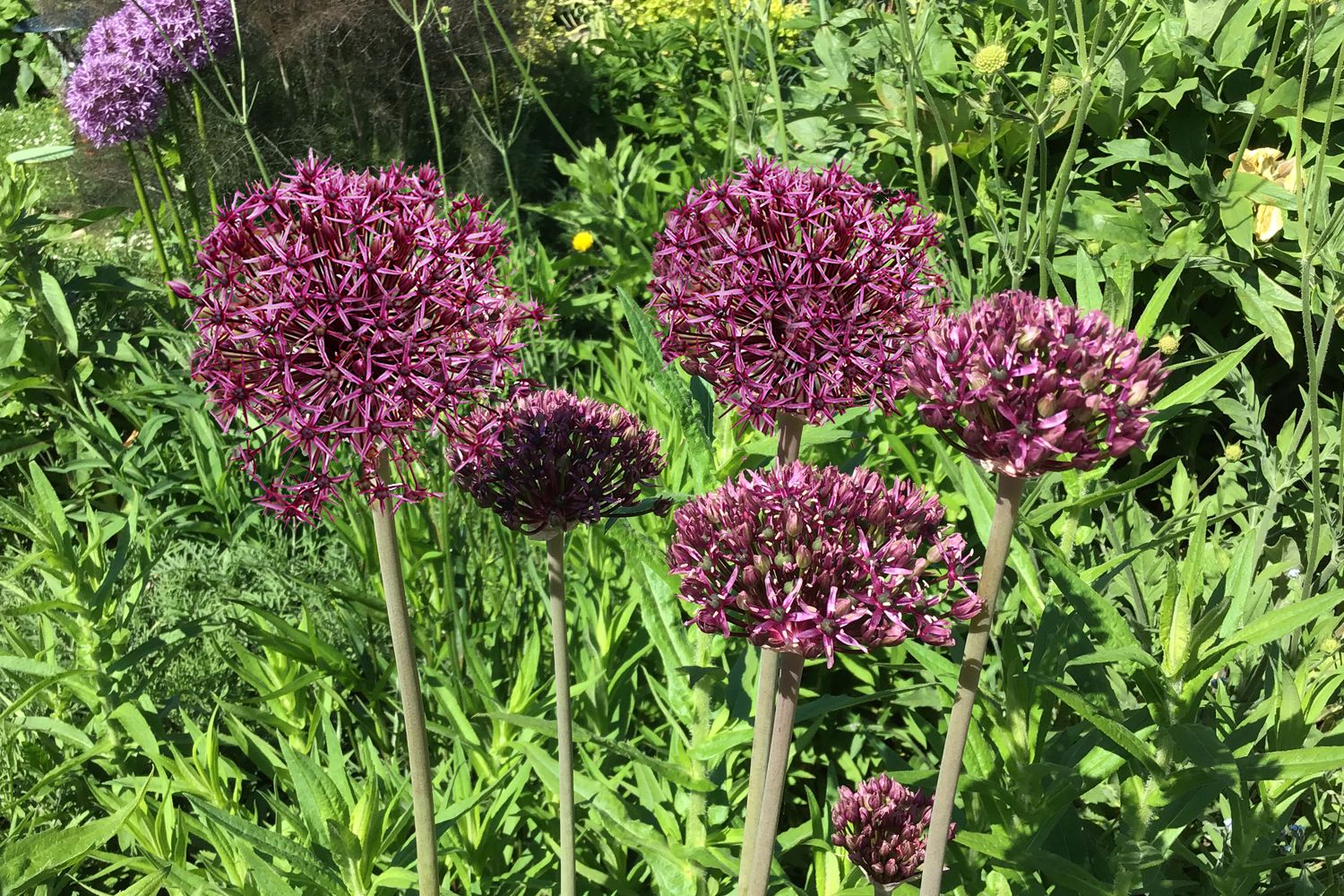 Allium 'Firmament' Zierlauch
