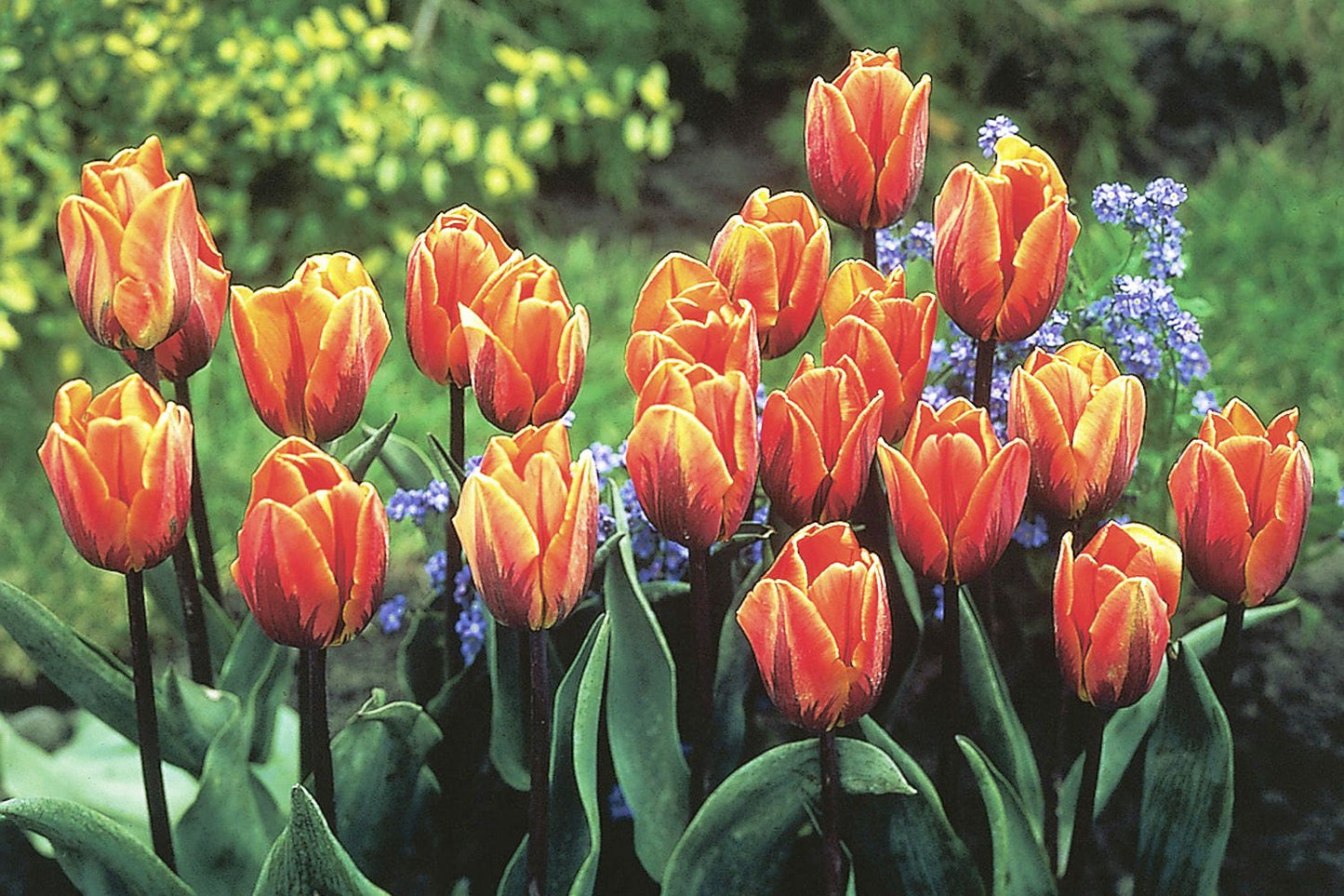 Tulipa 'Prinses Irene' (Triumph-Tulpe)