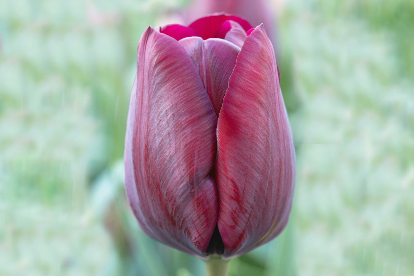 Tulipa 'Ronaldo' Triumph-Tulpe