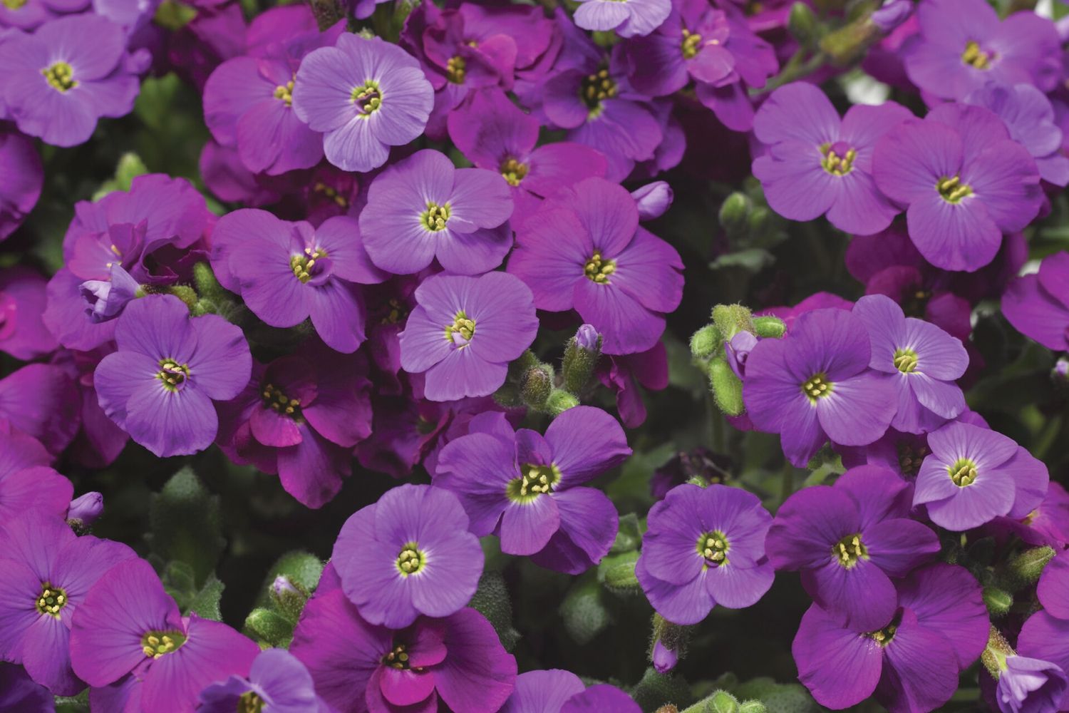 Aubrieta 'Axcent® Deep Purple Improved' Blaukissen