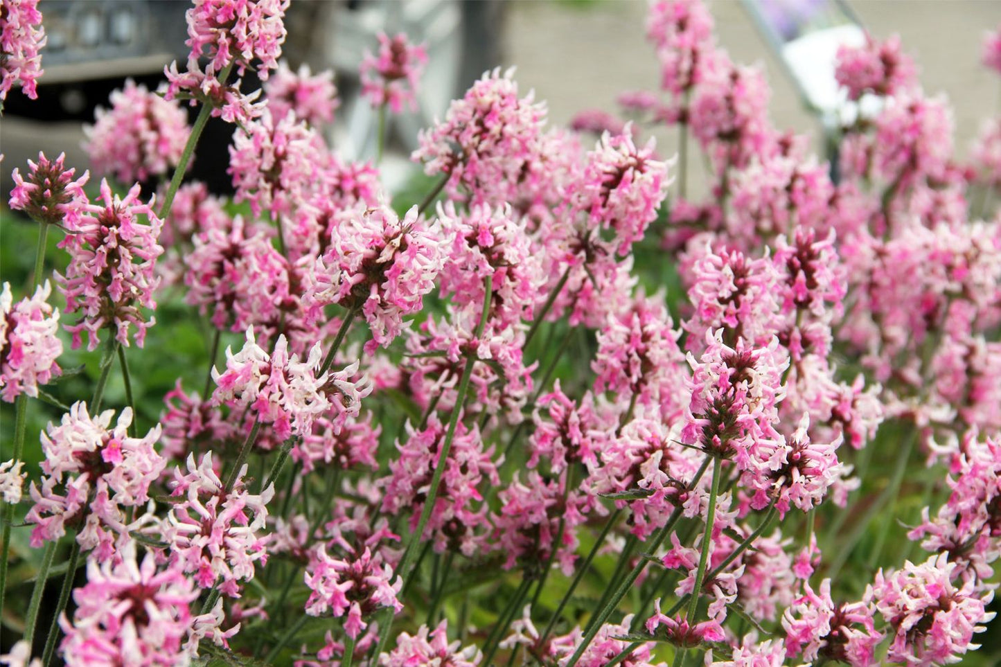 Stachys officinalis 'Pink Cotton Candy' (Echter Ziest)
