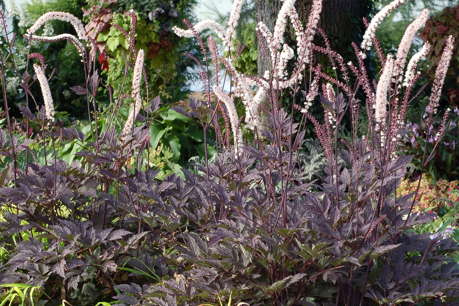 Cimicifuga simplex 'Black Negligee' Silberkerze