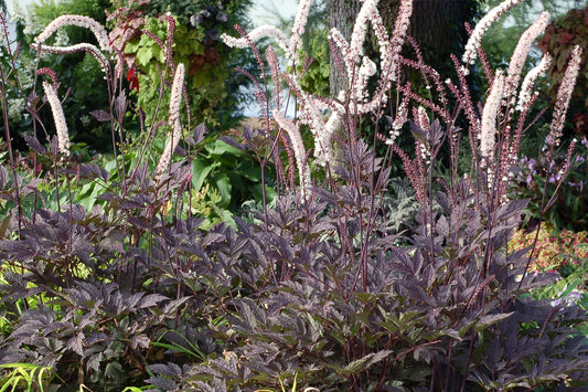 Cimicifuga simplex 'Black Negligee' Silberkerze