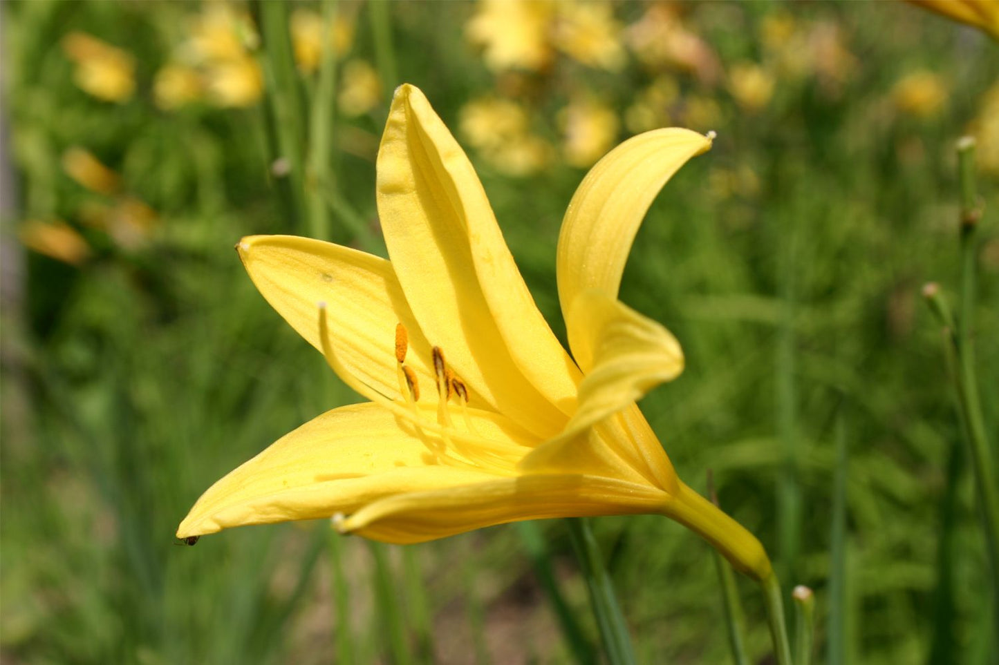 Hemerocallis lilioasphodelus Wiesen-Taglilie