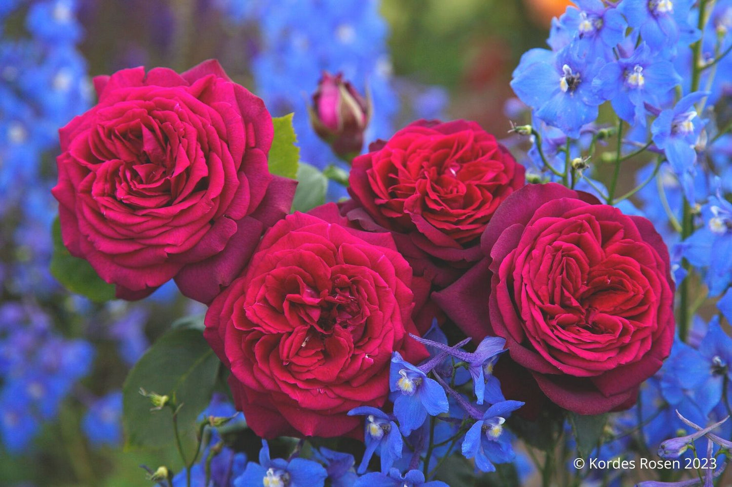 Rose 'Gräfin Diana' ® (Edelrose)