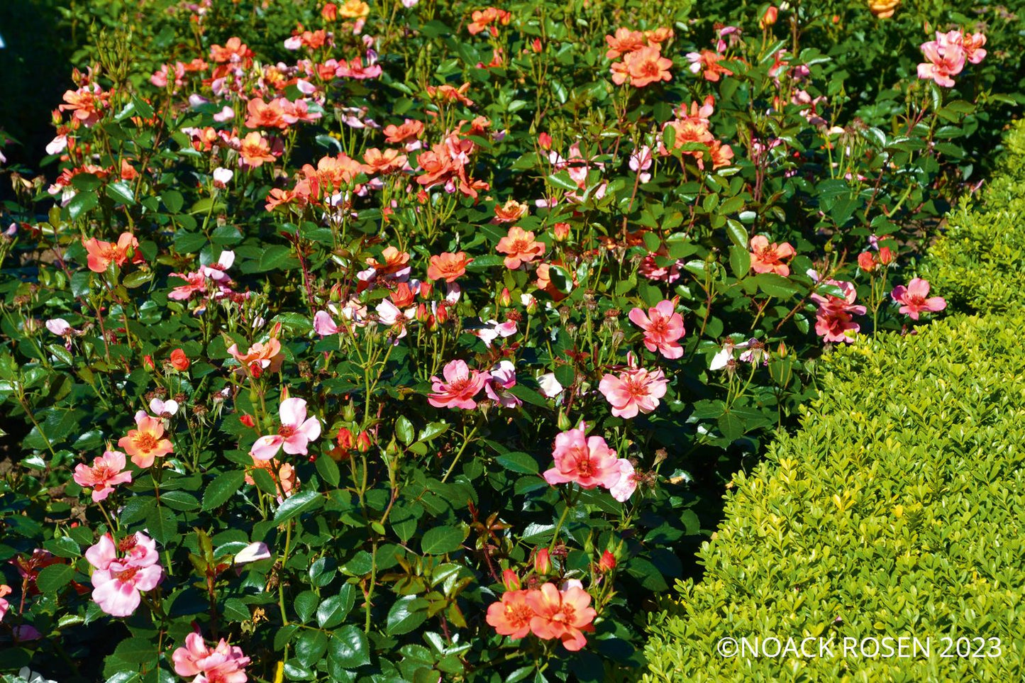 Rose 'Jojo ® Peach' (Kleinstrauchrose)