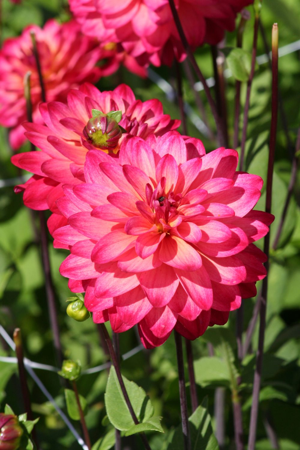 Dahlia 'Great Silence' Schmuck-Dahlie