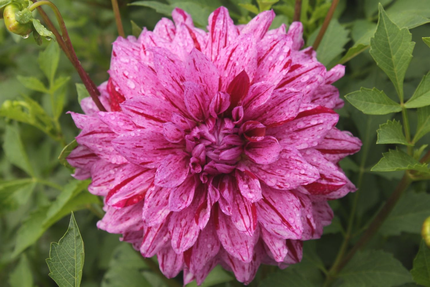 Dahlia 'Painted Girl' Schmuckdahlie
