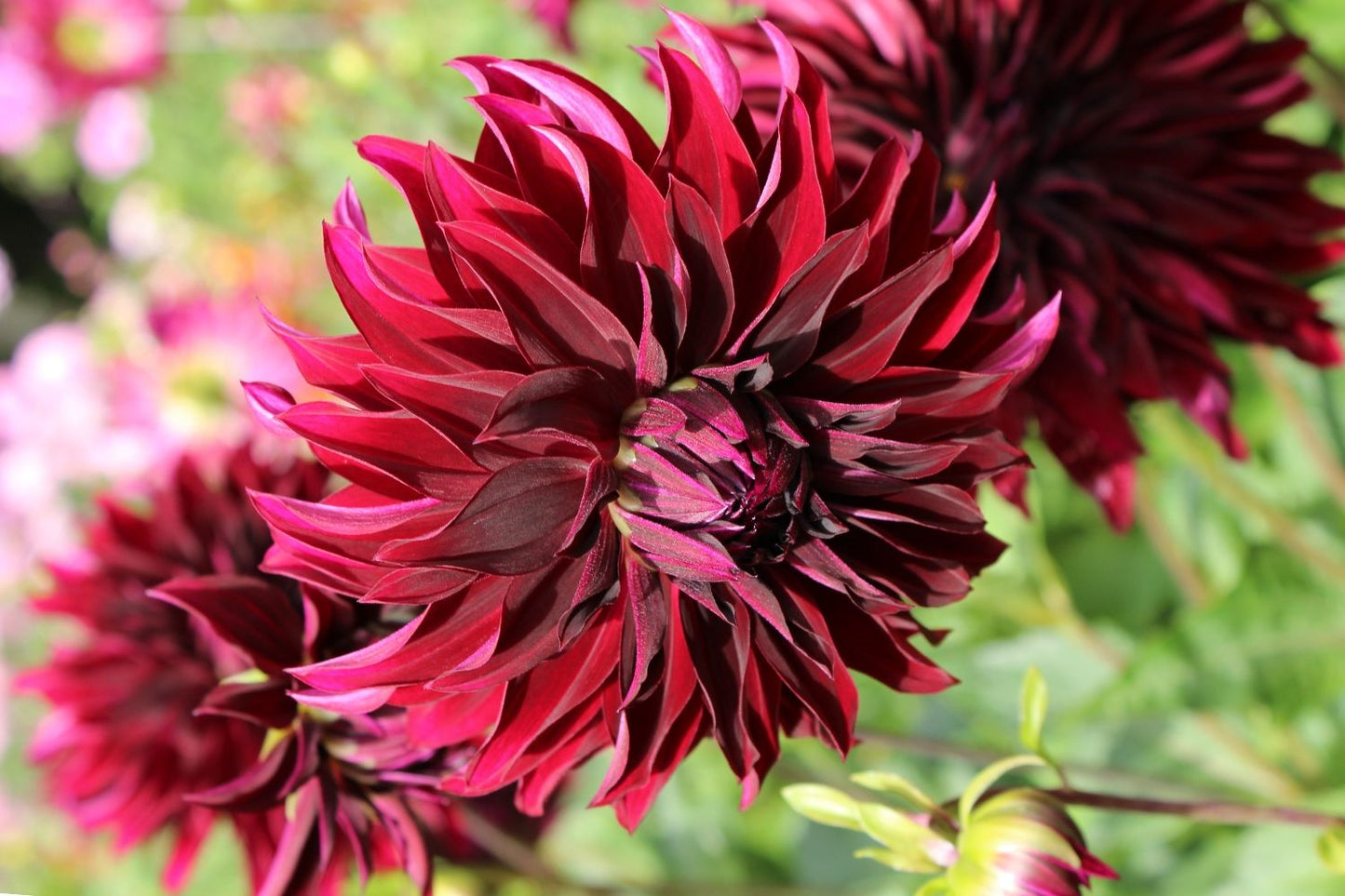 Dahlia 'Rip City' Schmuckdahlie