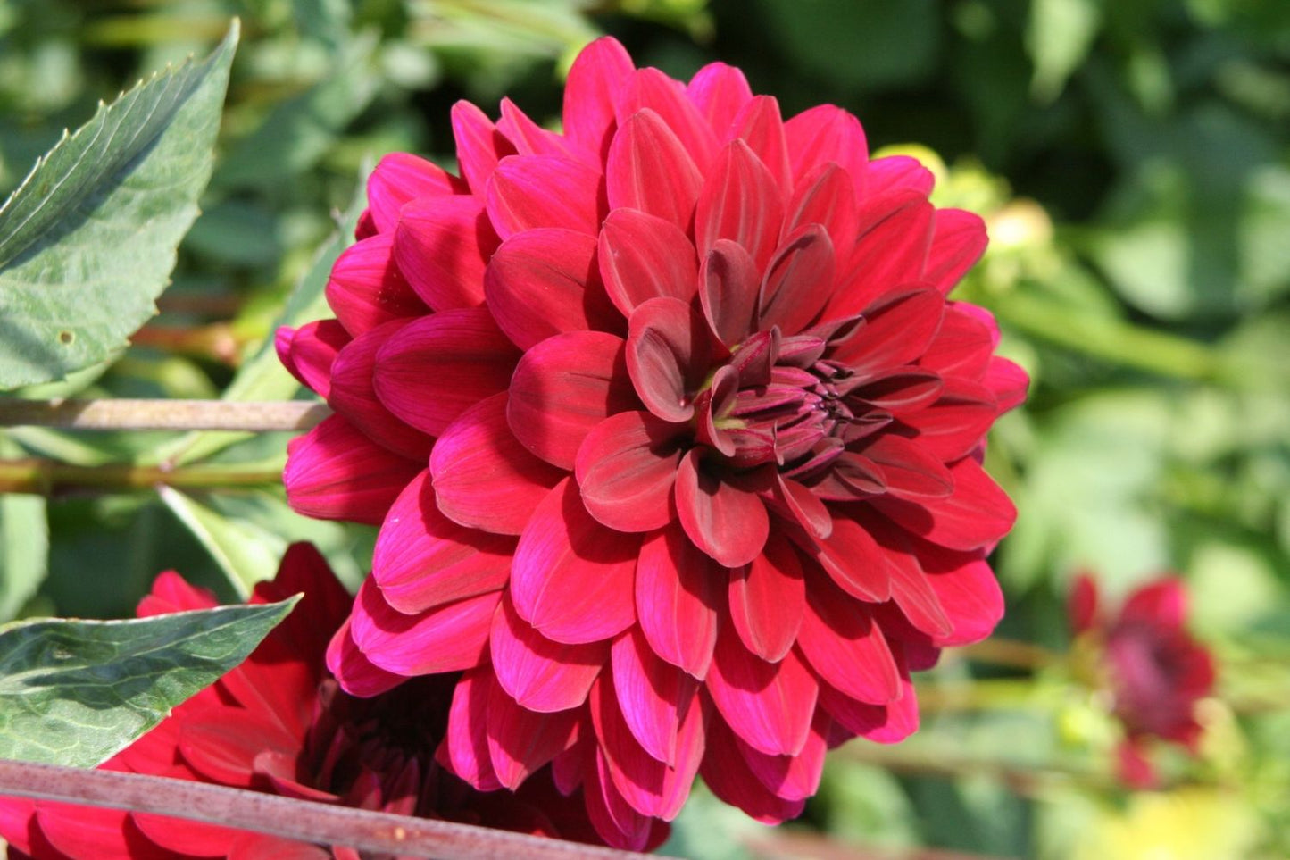 Dahlia 'Karma Naomi' Seerosenblütige Dahlie