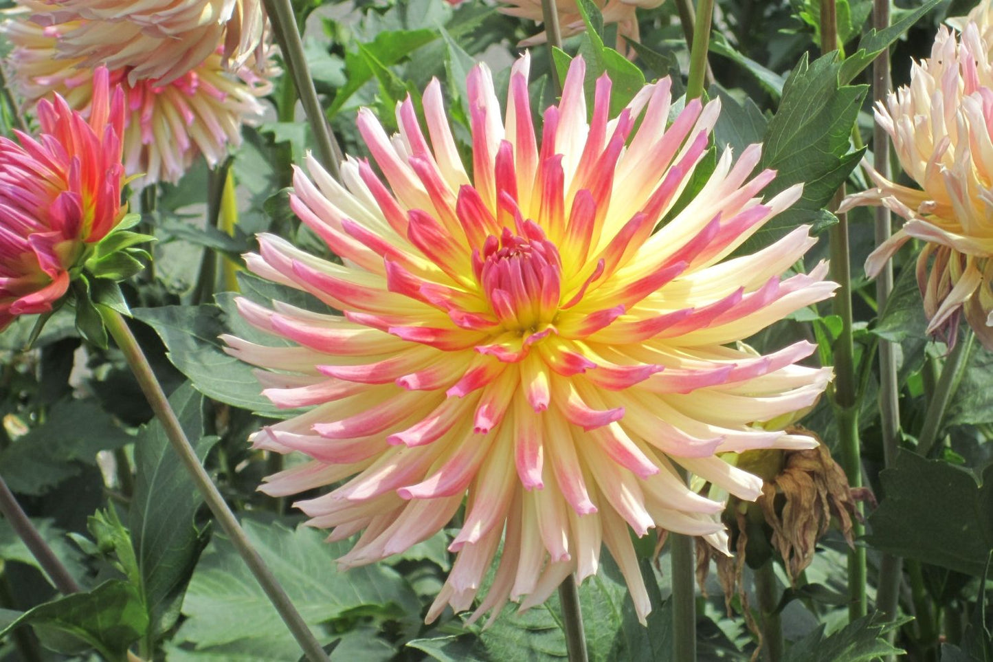 Dahlia 'Karma Sangria' Kaktusblütige Dahlie