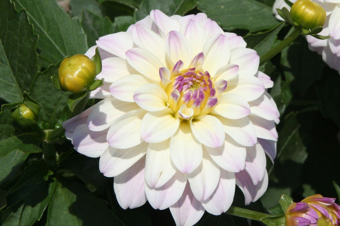 Dahlia 'Gallery Monet' Dahlie